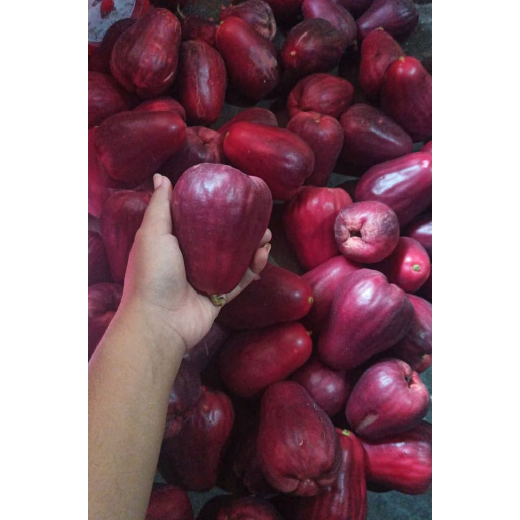 

termurah jambu Jamaika fres segar