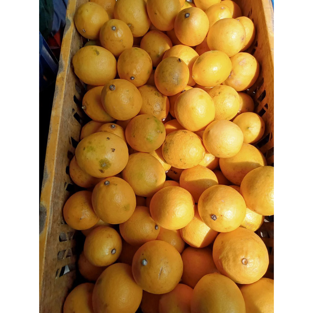 

Lemon California Kuning 500/1 kg