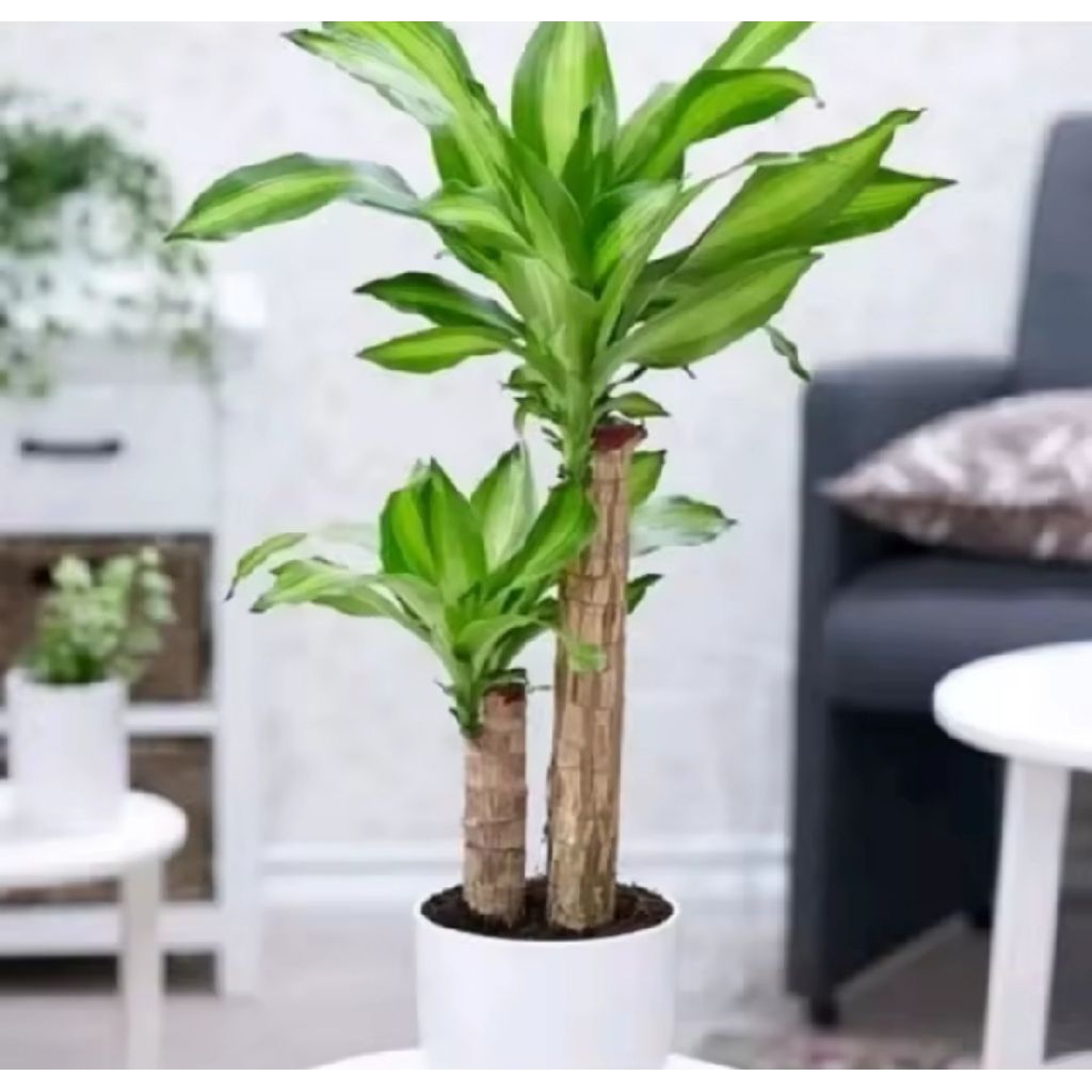 Tanaman Hias Dracaena Purple/Hanjuang Hijau Kuning