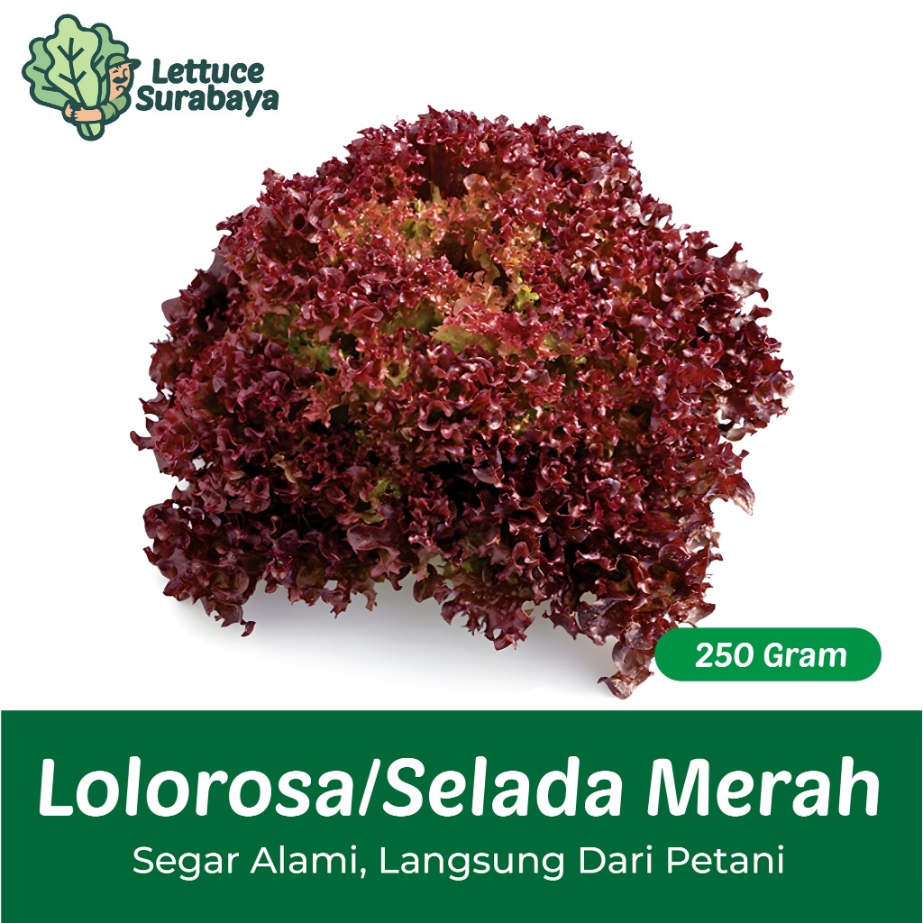 

Lolorosa / Selada Keriting Merah Fresh 250 Gram