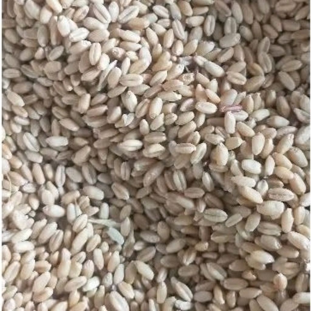 

Wheat Grass Biji Gandum Putih Kemasan 500gr,1kg