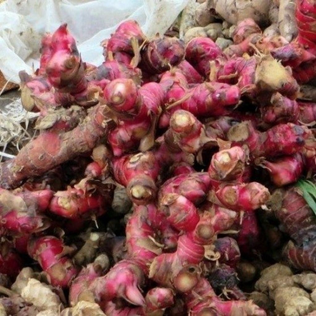 

jahe merah segar/jahe merah super berat 100 gram