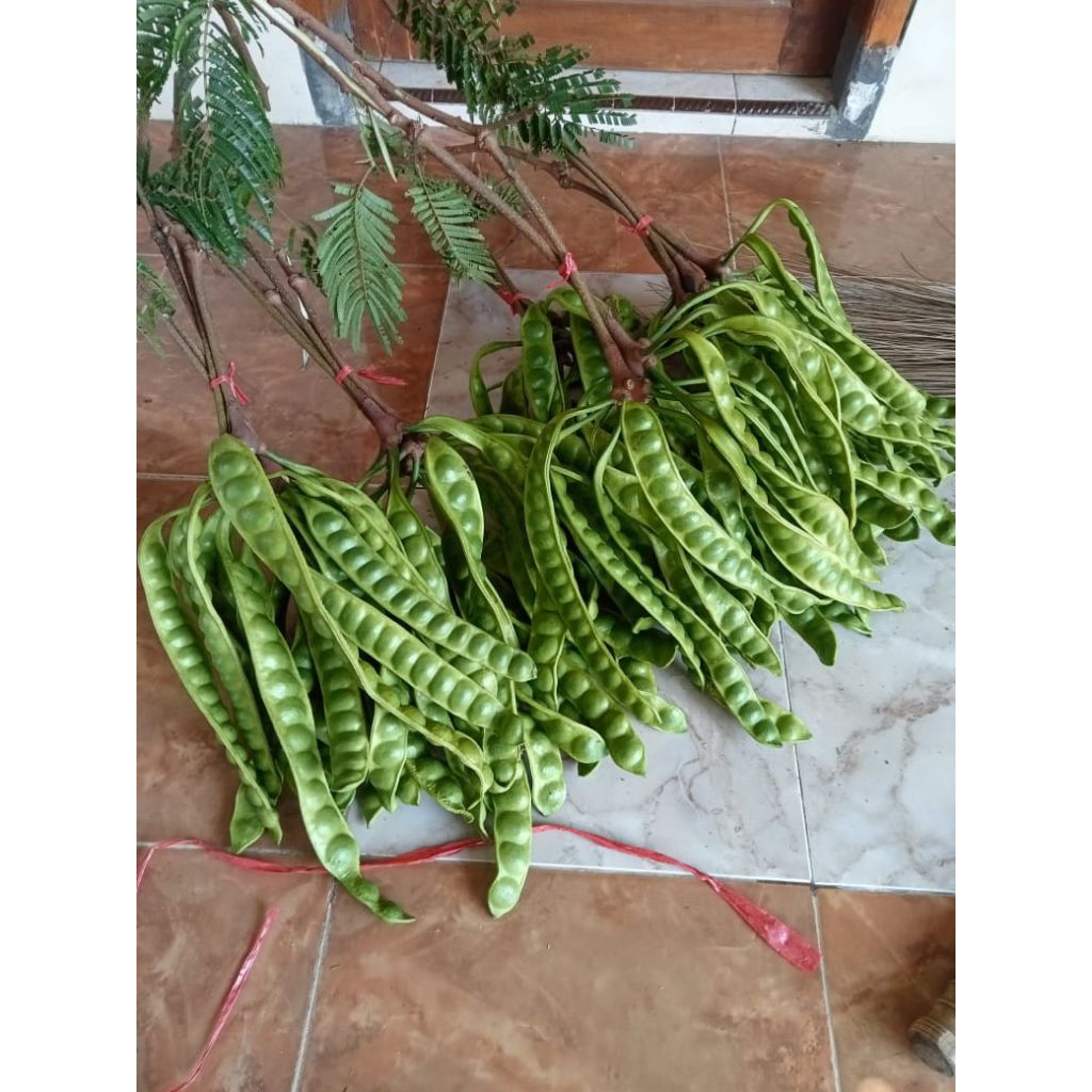 

Pete fresh baru panen 10lonjor