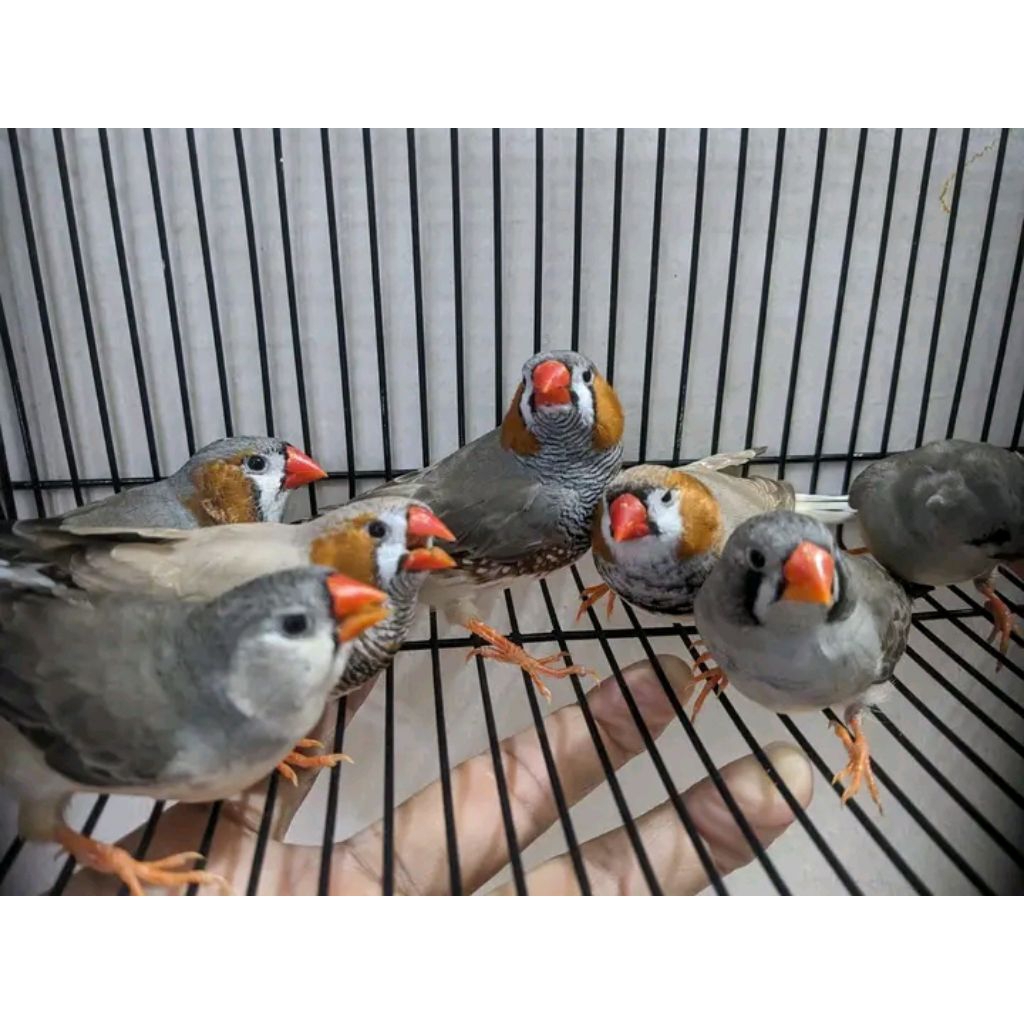 zebra Finch Holland