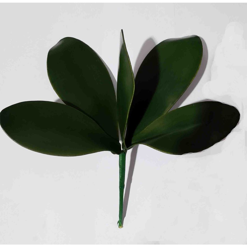 Daun Anggrek Latex