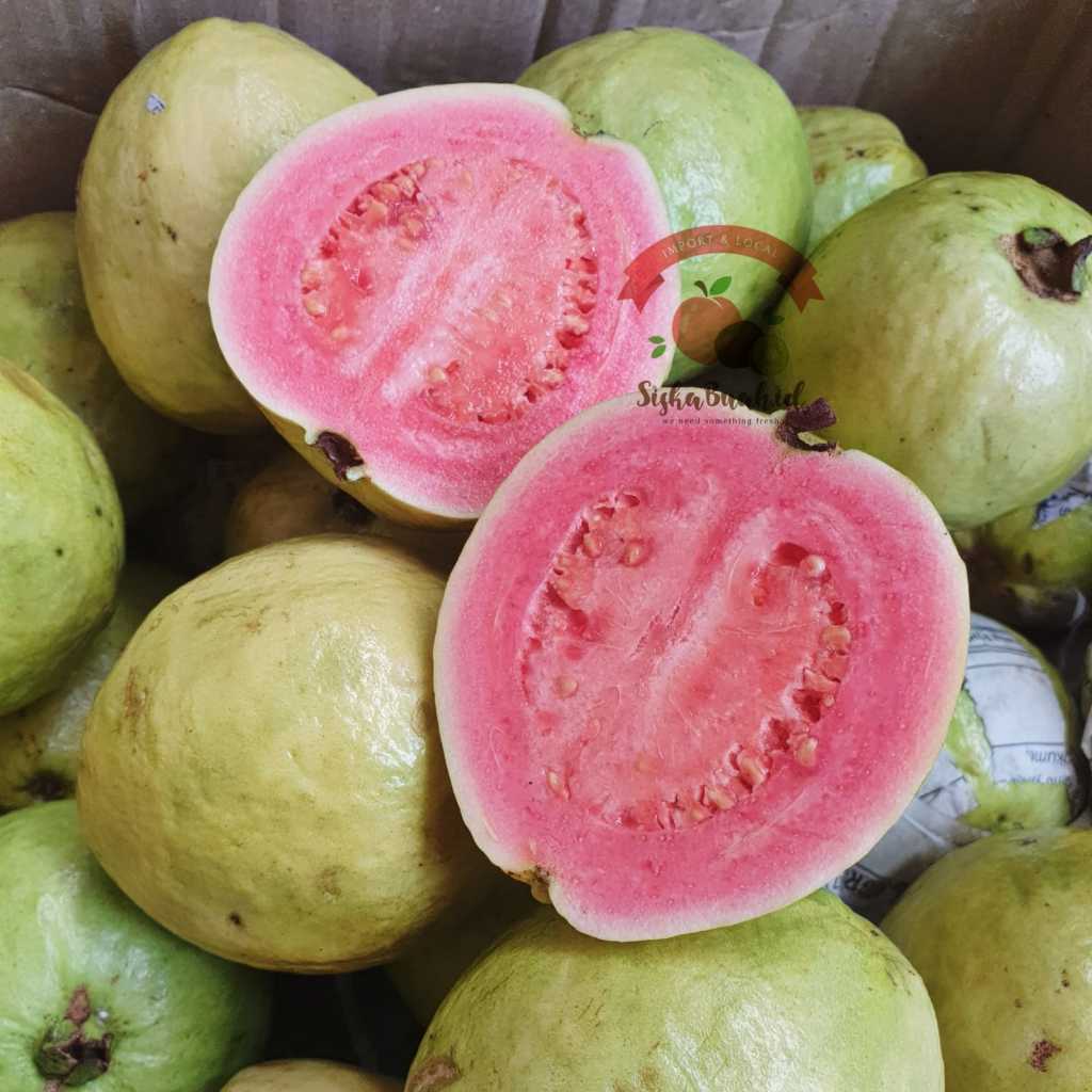 

JAMBU BIJI MERAH | JAMBU UNTUK JUS | JAMBU BAGUS UNTUK DBD