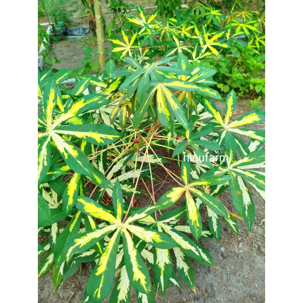 Cuting Stek Singkong Varigata