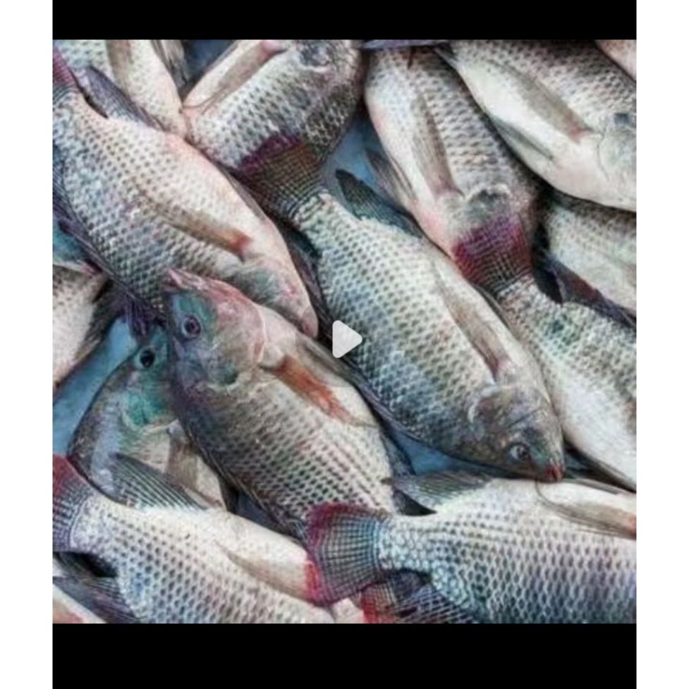 

IKAN MUJAIR SEGAR FRESH 1 KG / Ikan Mujair 1kg murah