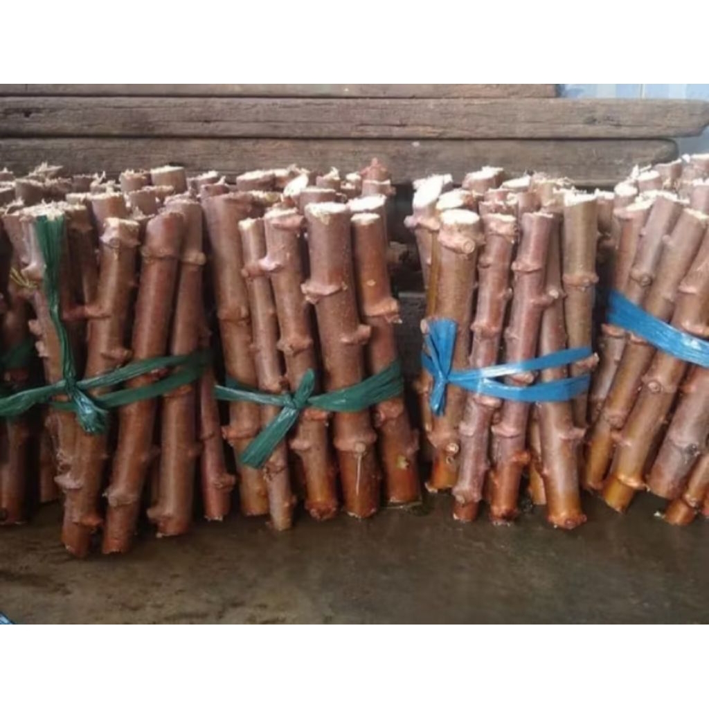 BIBIT TANAMAN POHON SINGKONG MERAH