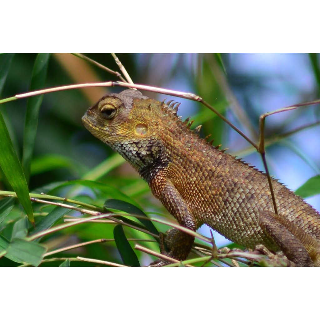 bunglon taman (calotes versicolor)