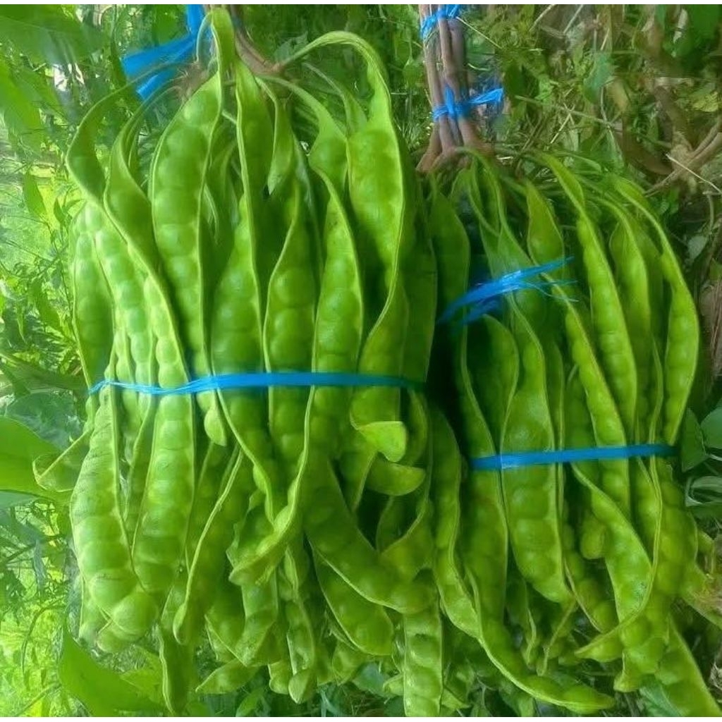 

pete super satu gebong isi 105 biji lojor