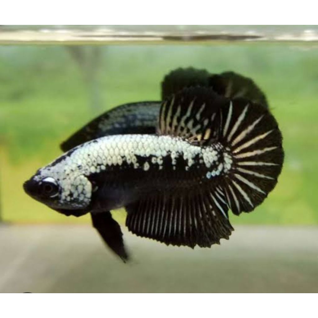 ikan cupang black samurai