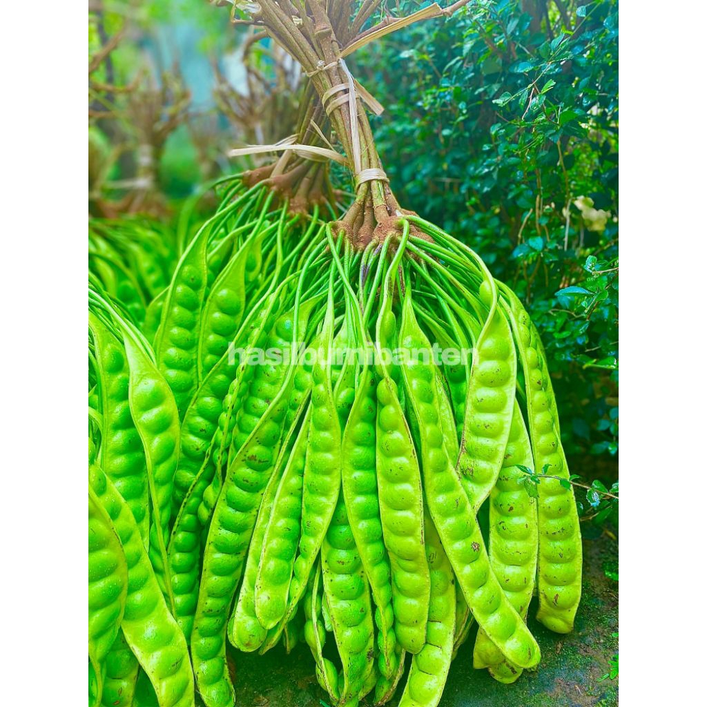 

PETAI/PETE PADI ISI 20 PAPAN LONJOR TUA SUPER