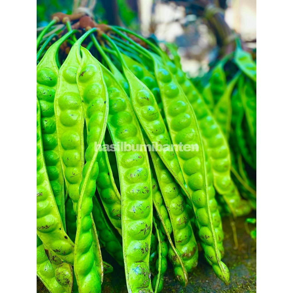 

PETE/PETAI PADI ISI 30 PAPAN LONJOR TUA SUPER