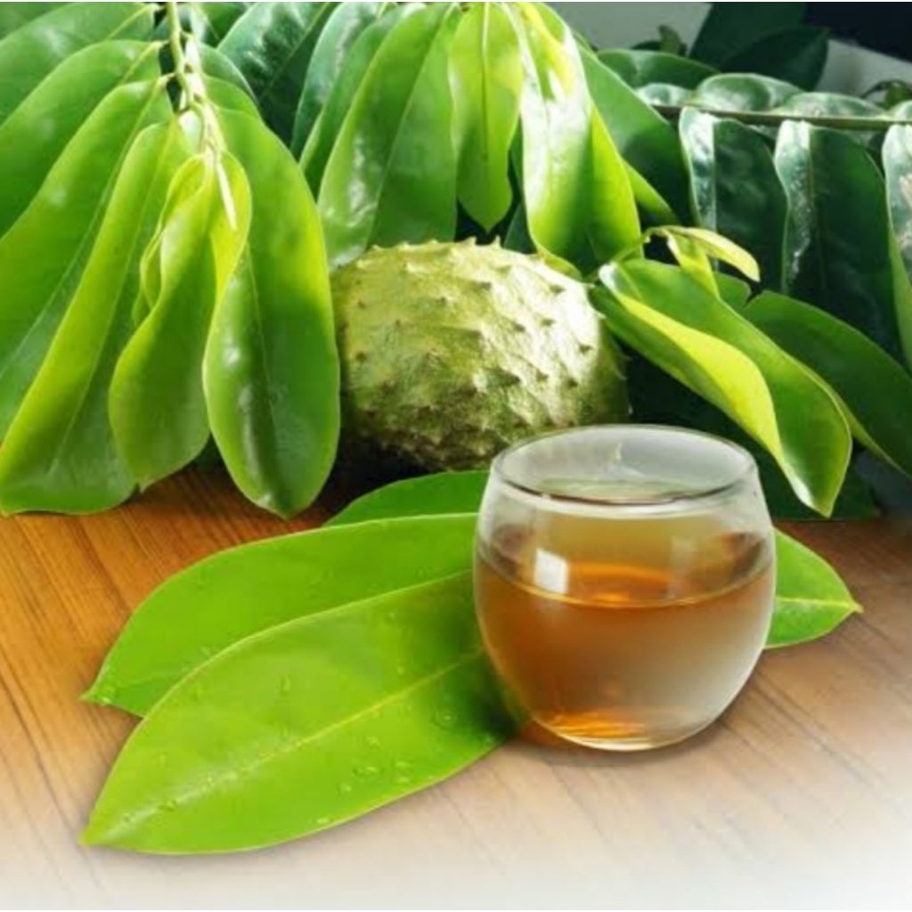 

Daun Sirsak Segar 200gr