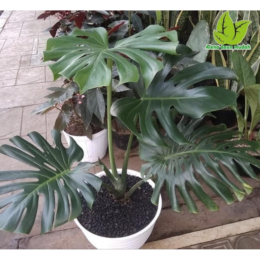 tanaman hias monstera deliciosa jumbo