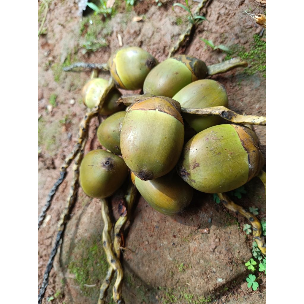 

beluluk /pentil kelapa isi 5 pcs