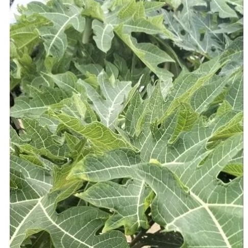 

Daun pepaya segar 500gram