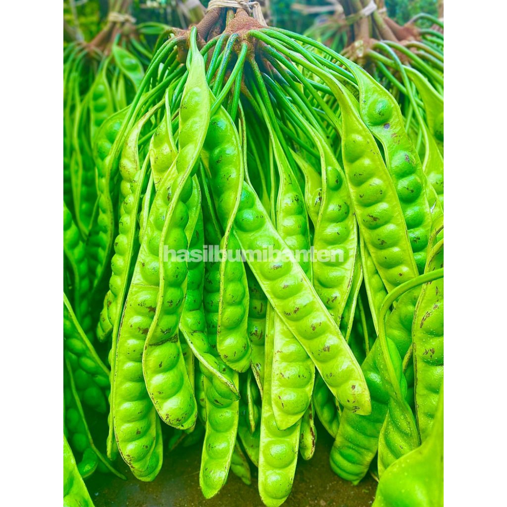 

PETE/PETAI PADI PENDEK ISI 40 PAPAN LONJOR TUA SUPER