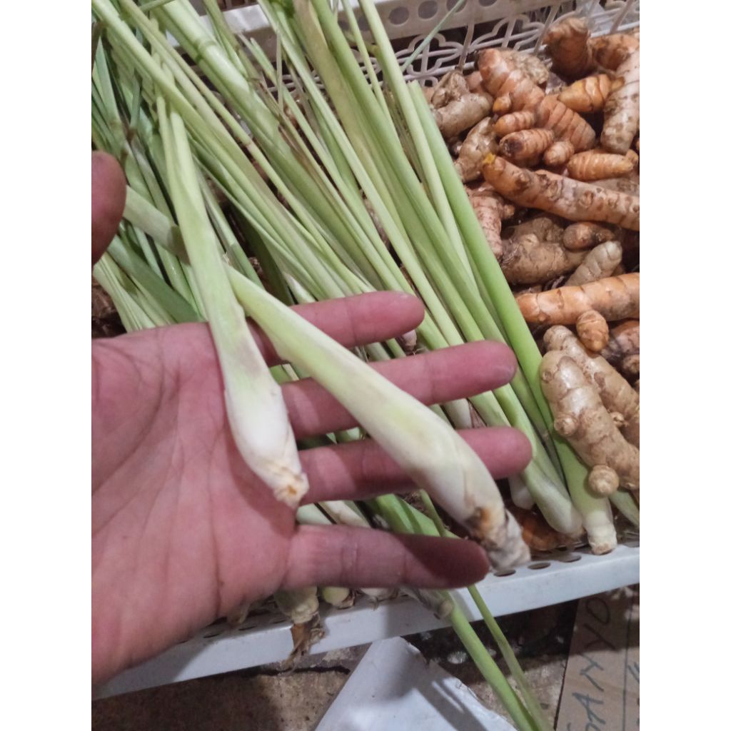 

serai sereh segar 1kg dadakan panen