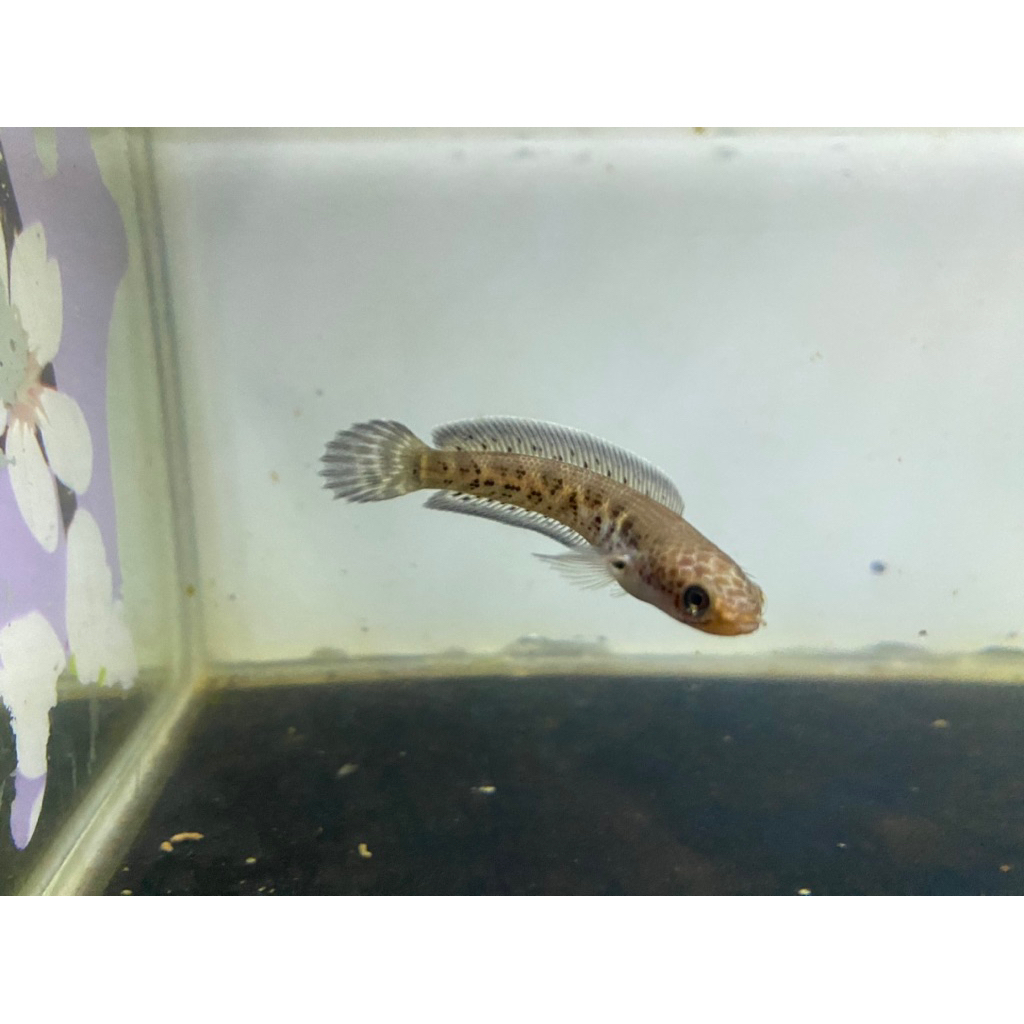 Channa Auranti CB Cina size 4-5cm