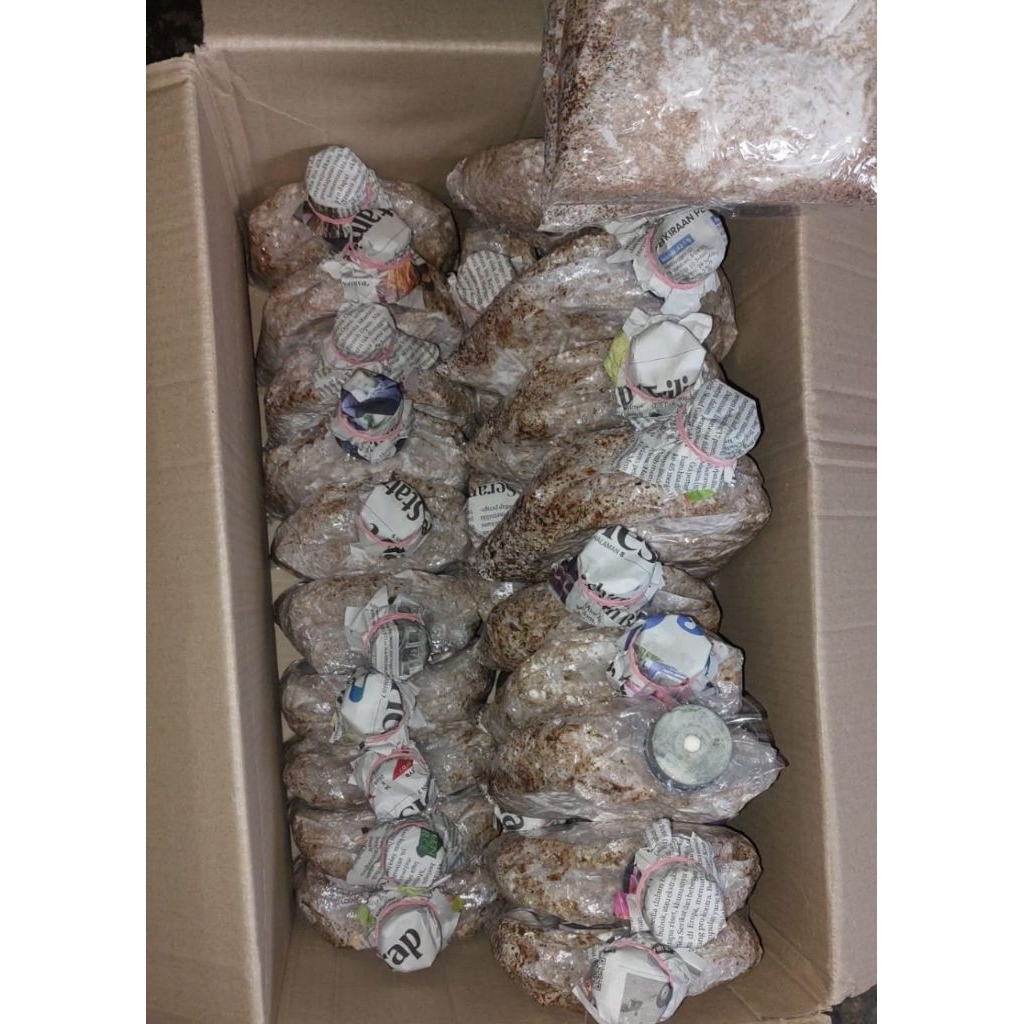 

bibit jamur tiram putih f2