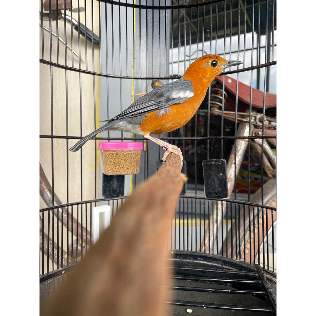 ANIS MERAH PASTOL RING TEGUH JAYA FREE PAKAN HERBAL