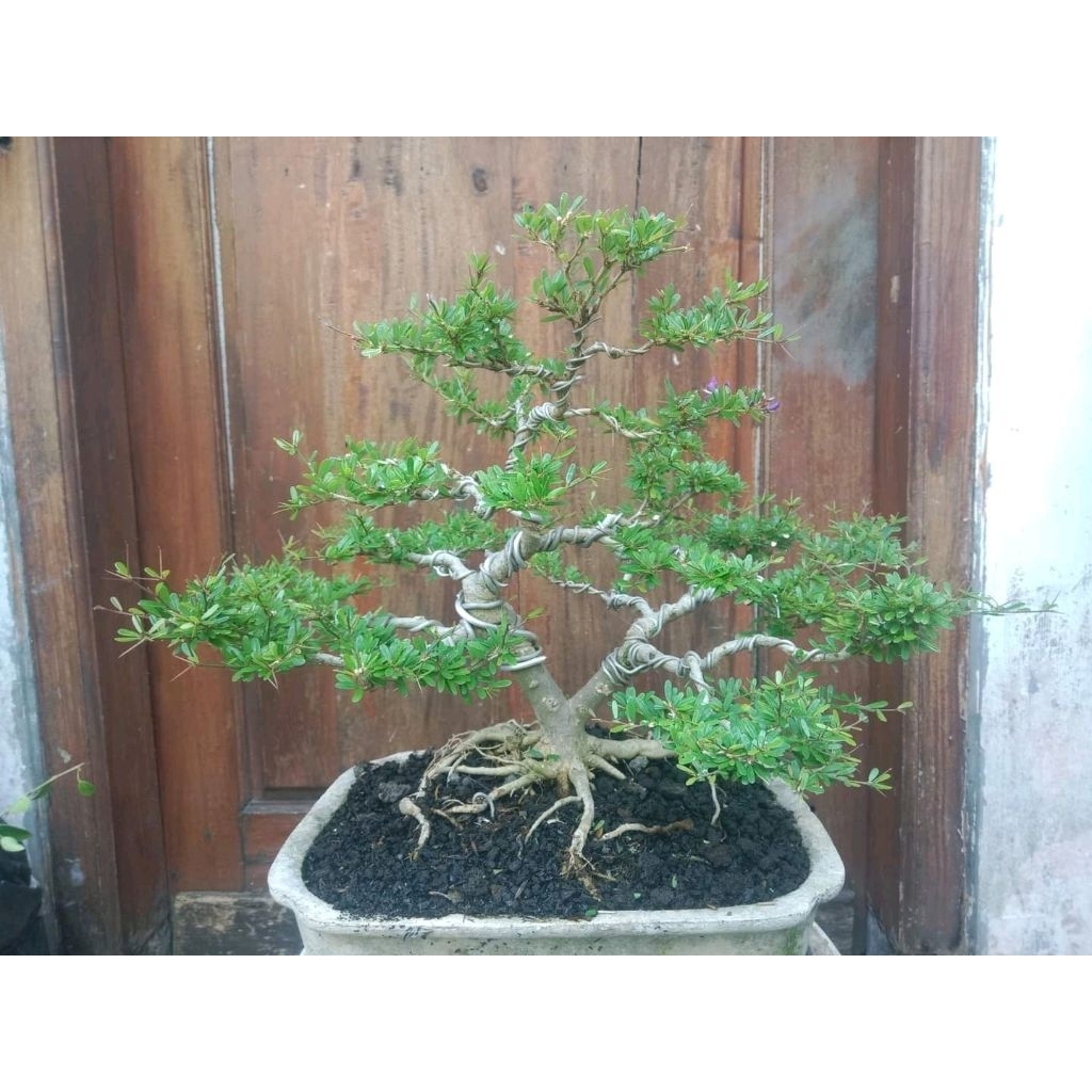 Tanaman hias bahan bonsai saeng simbur vietnam super mikro