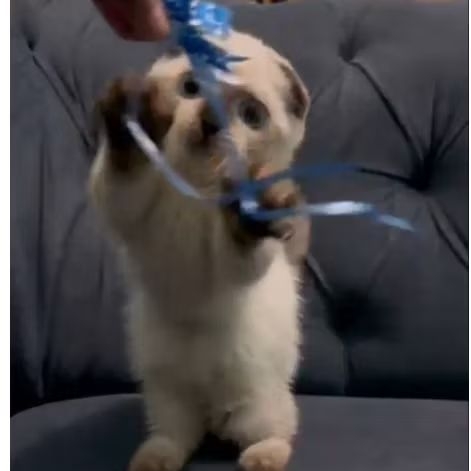 kucing munchkin gaelic| betina munchkin | kucing cebol lucu