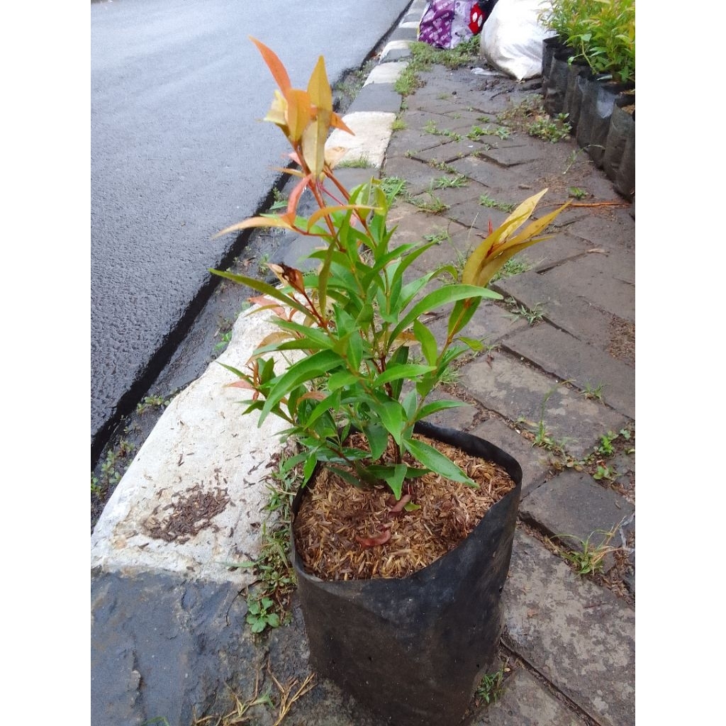 Berkahbaroka28 Tanaman Hias Pucuk Merah Kecil