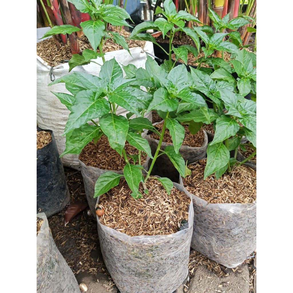 Tanaman Cabe Rawit Merah Bibit Cabe Rawit Merah