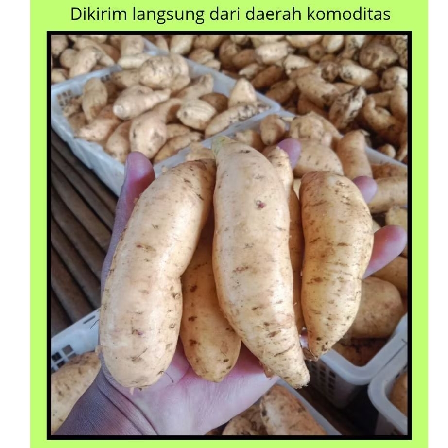 

spek ares UBI CILEMBU ASLI 1 KG