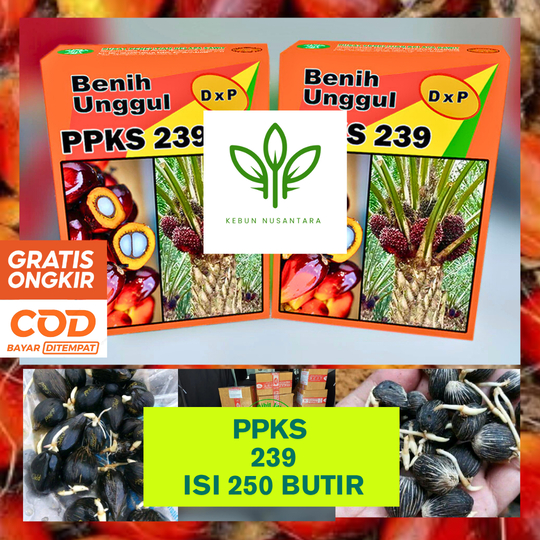 BIBIT SAWIT DXP PPKS 239 UNGGUL BERSERTIFIKAT BERKUALITAS BERGARANSI