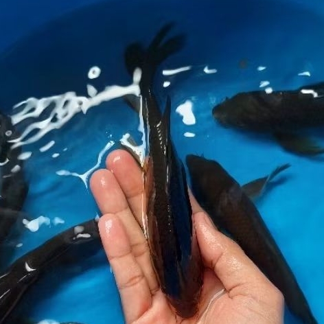 Bibit ikan koi Karasu kumpay 25-30 cm