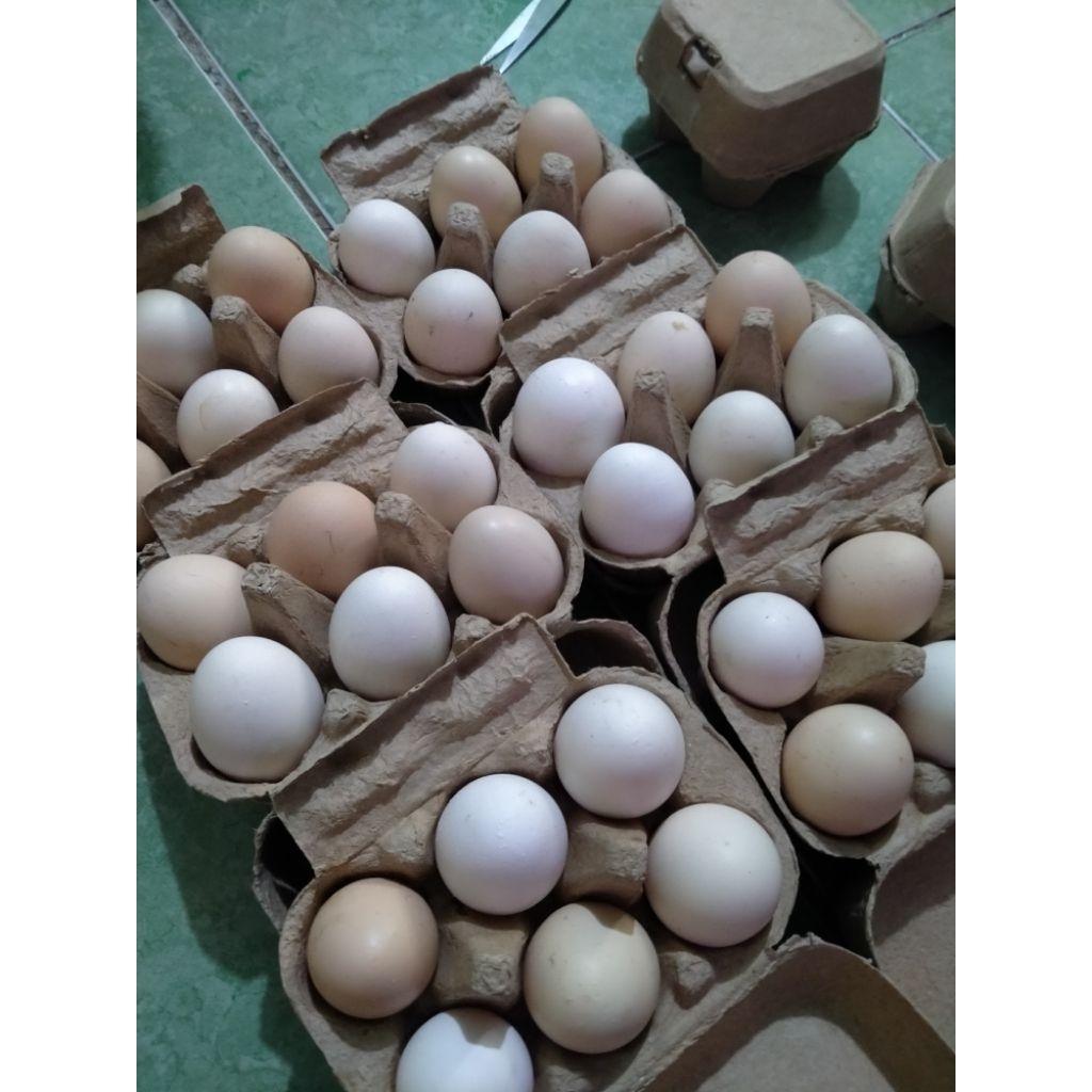 

Telur Ayam Kampung Arab