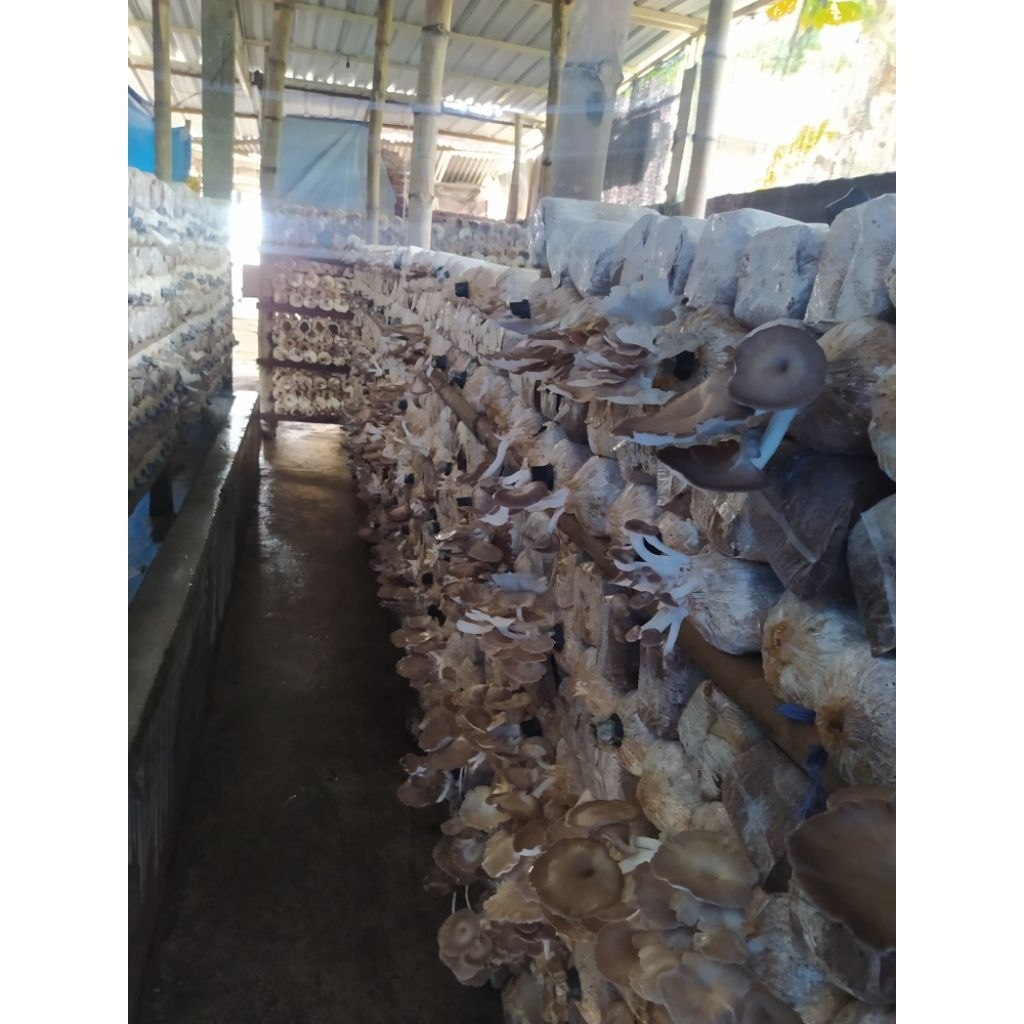 

Fresh Jamur Tiram Coklat Semi Barat Fresh Termurah