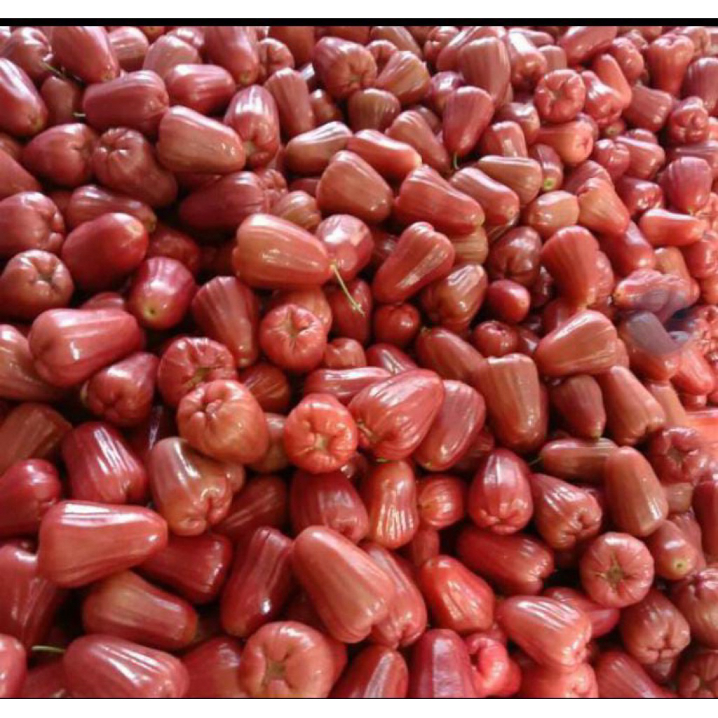 

Jambu Citra/fresh/manis