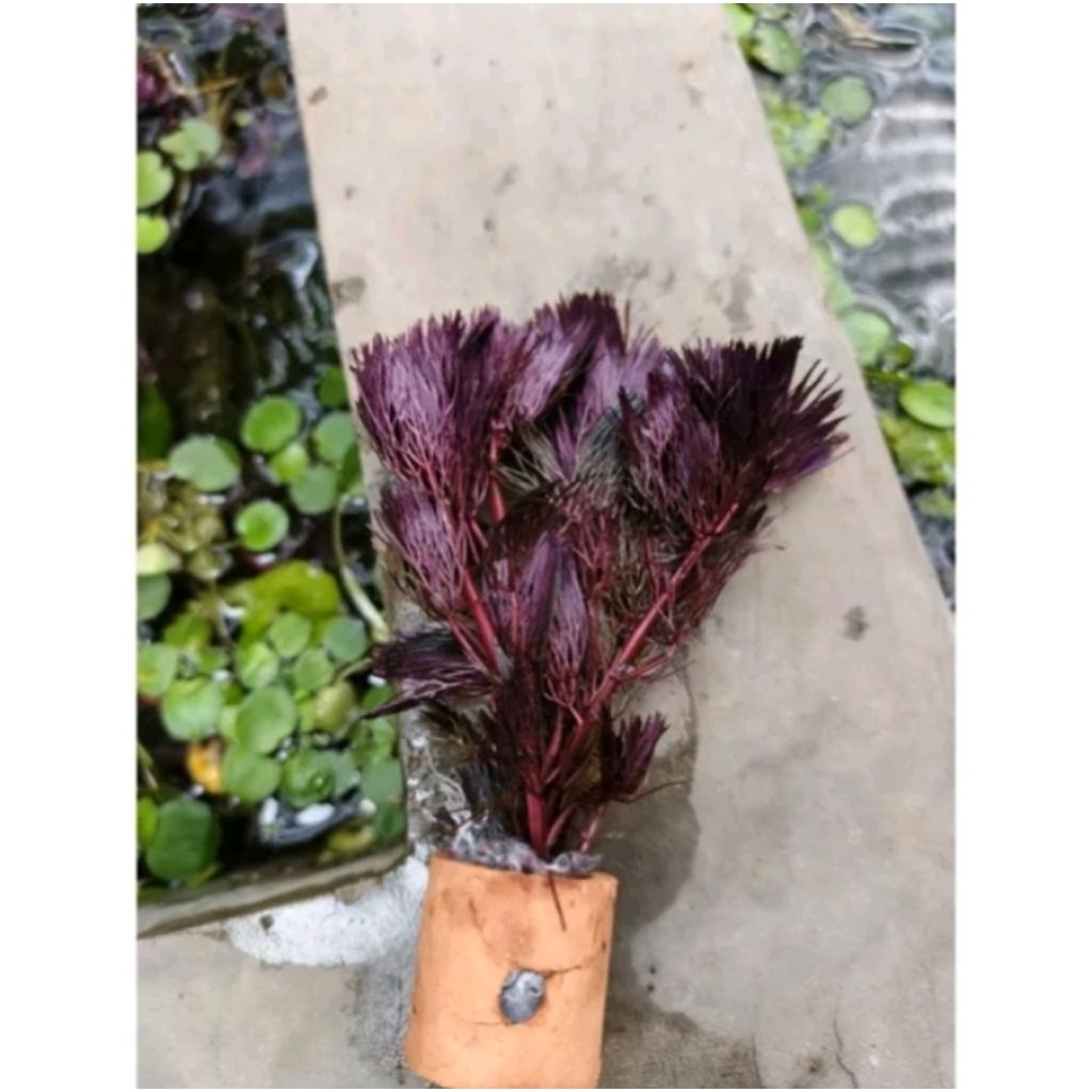 Cabomba super red media pot tanaman Aquascape