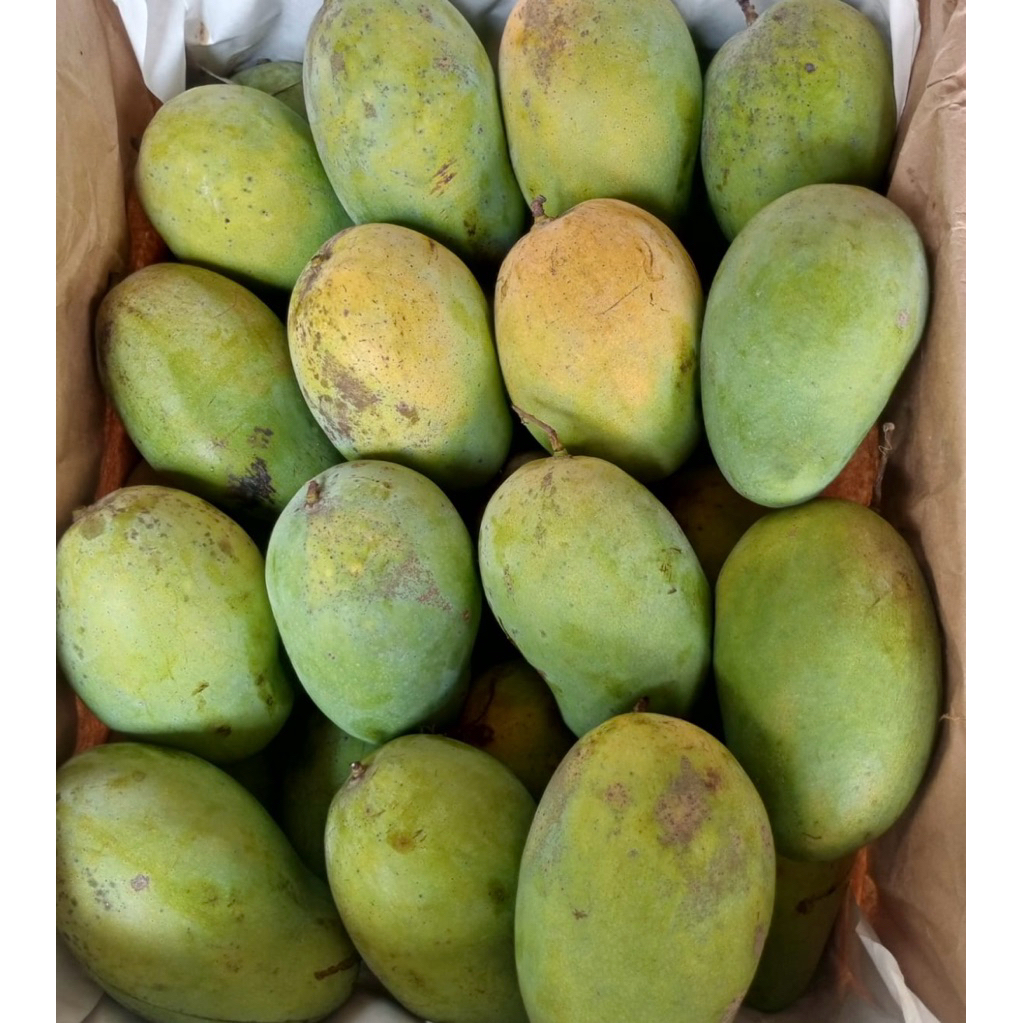 

Mangga Harum Manis/fresh
