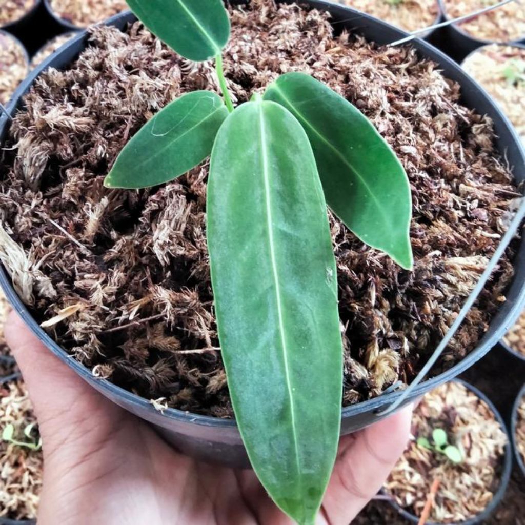 Tanaman anthurium lidah gajah atau warocqueanum