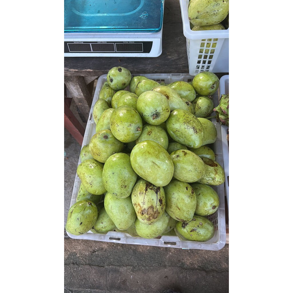 

MANGGA MUDA MENGKEL BERAT 1Kg