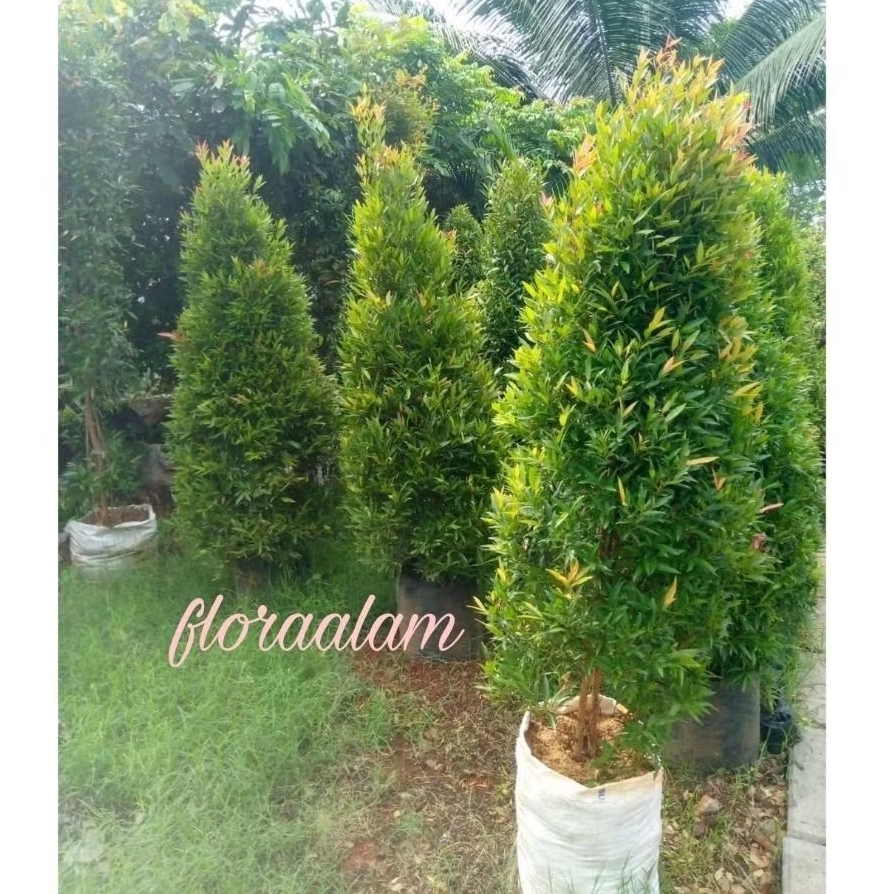 Tanaman Pucuk Merah Tinggi 2 Meter