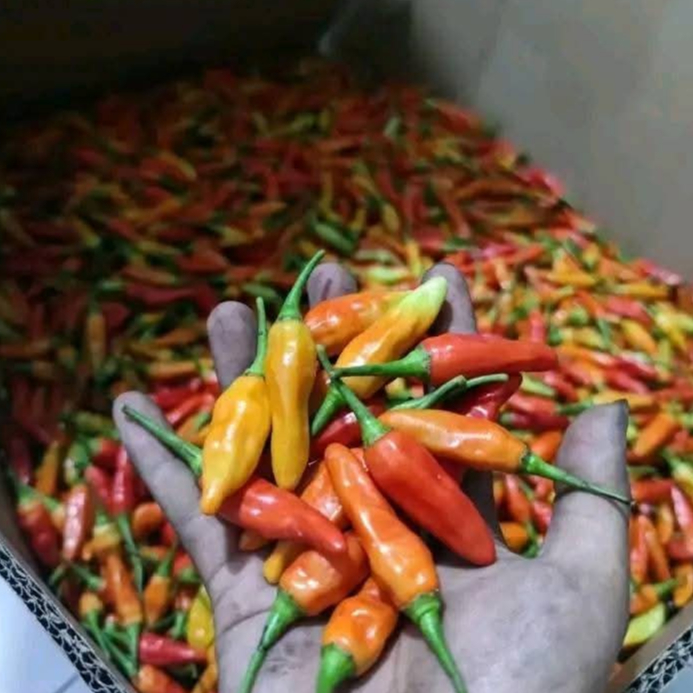 

cabe rawit merah fress 1000gram/1kg petik langsung dari petani