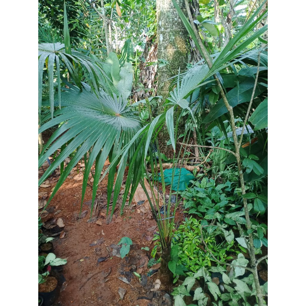 Pohon hias palem bintang tanpa ada duri nya