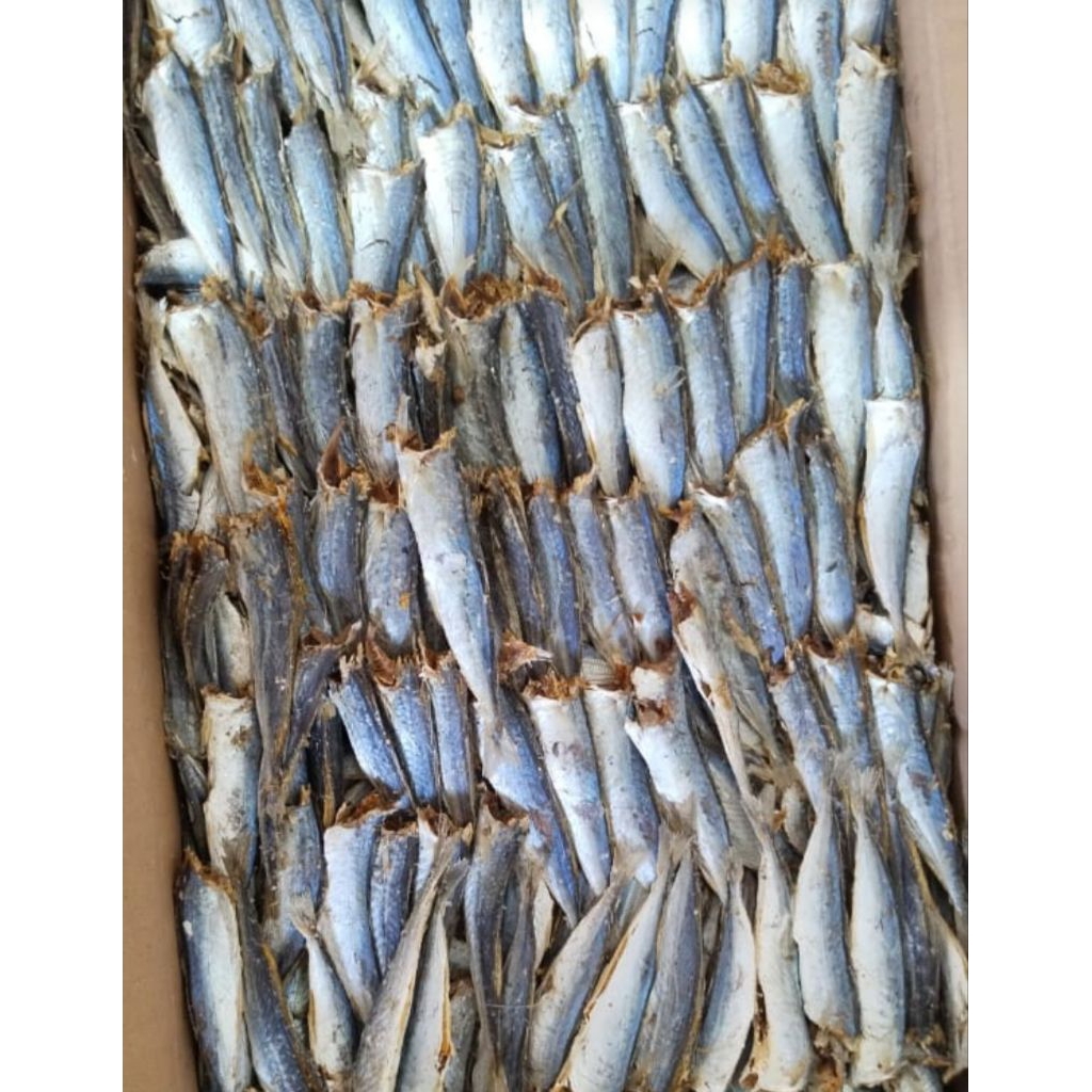 

layang rebus tanpa kepala