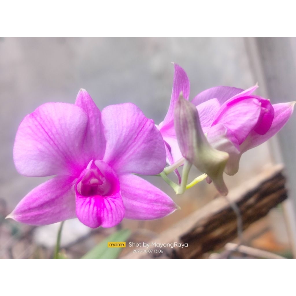Tanaman hias bunga anggrek dendrobium larat bagus indah cantik