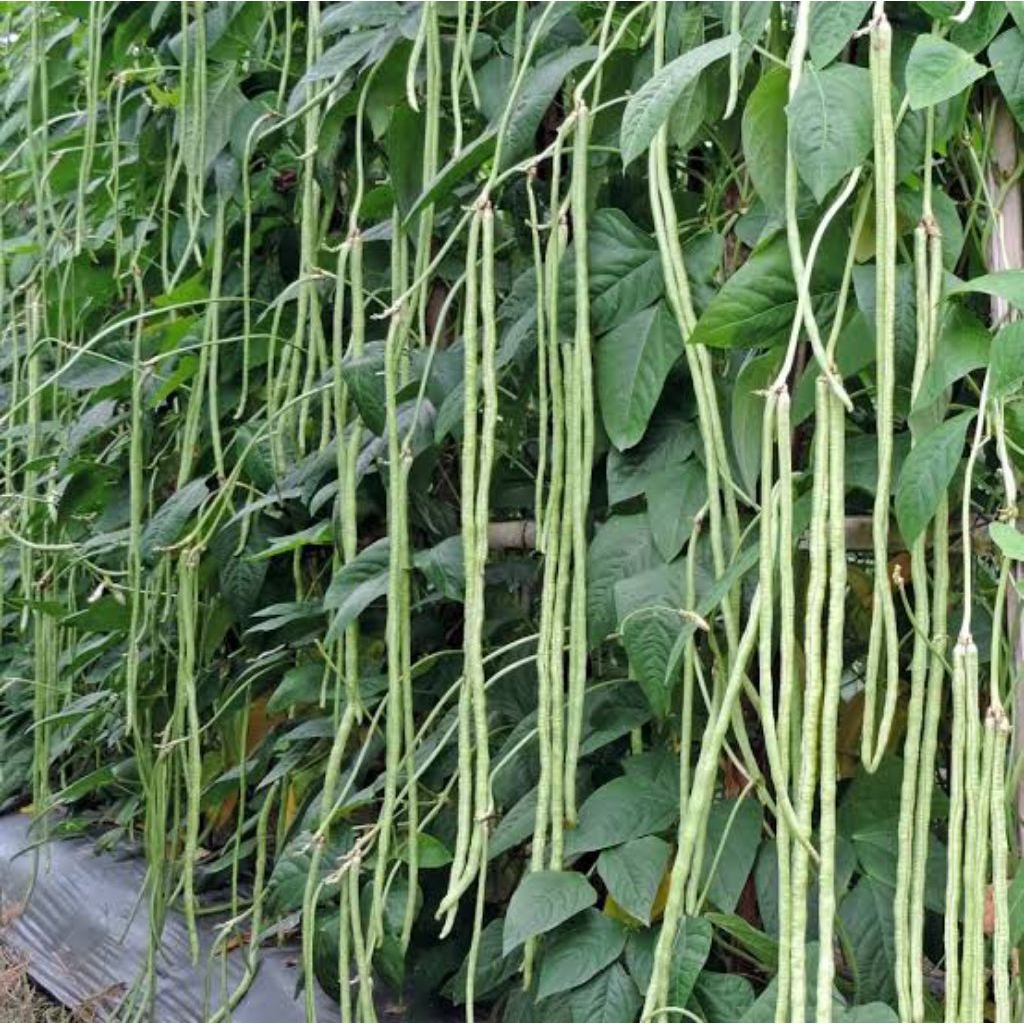 30 Benih Kacang Panjang Bibit Benih Biji Kacang Panjang Aneka Macam Benih Sayuran dan Kacang Benih S
