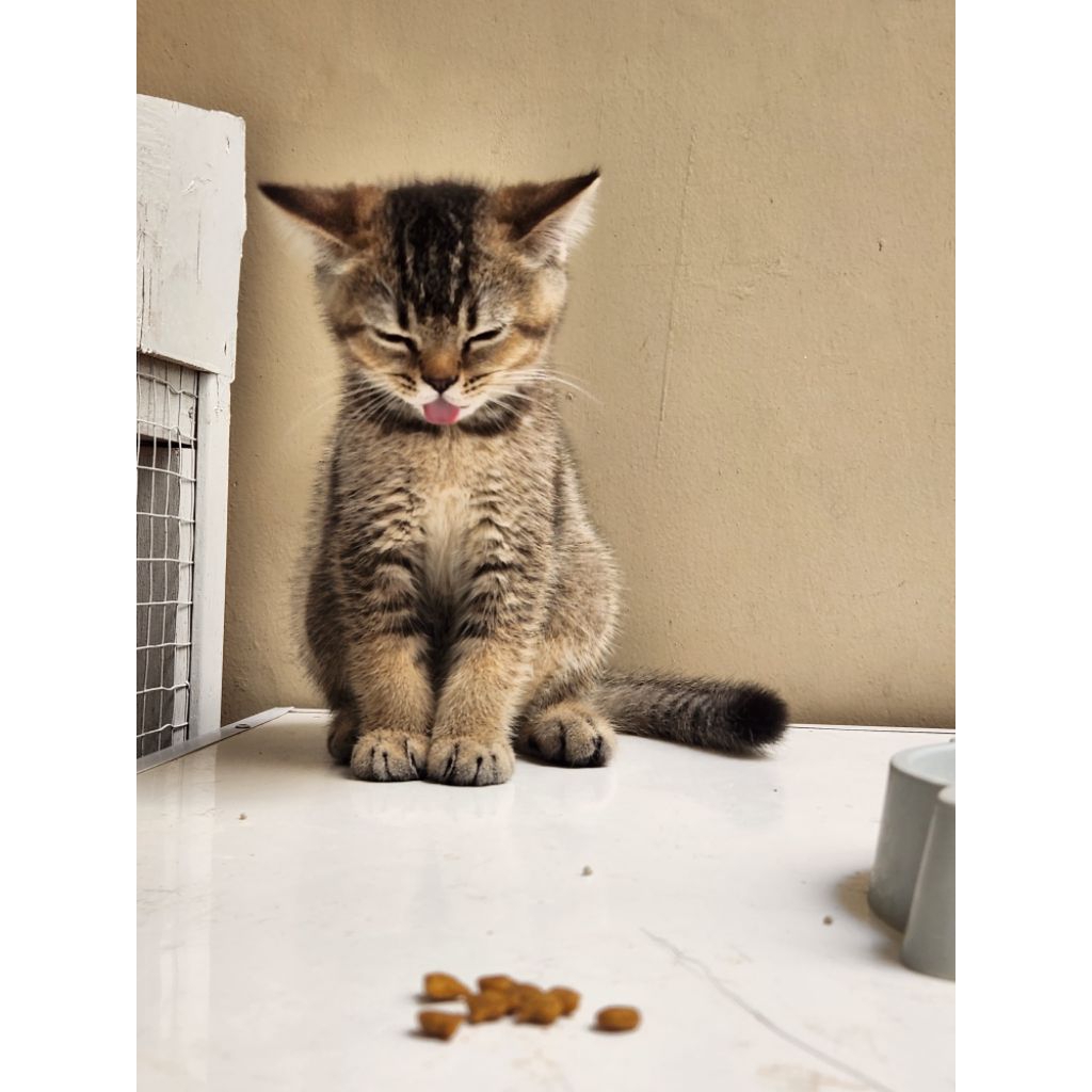 Kitten British Shorthair BSH Golden Tabby