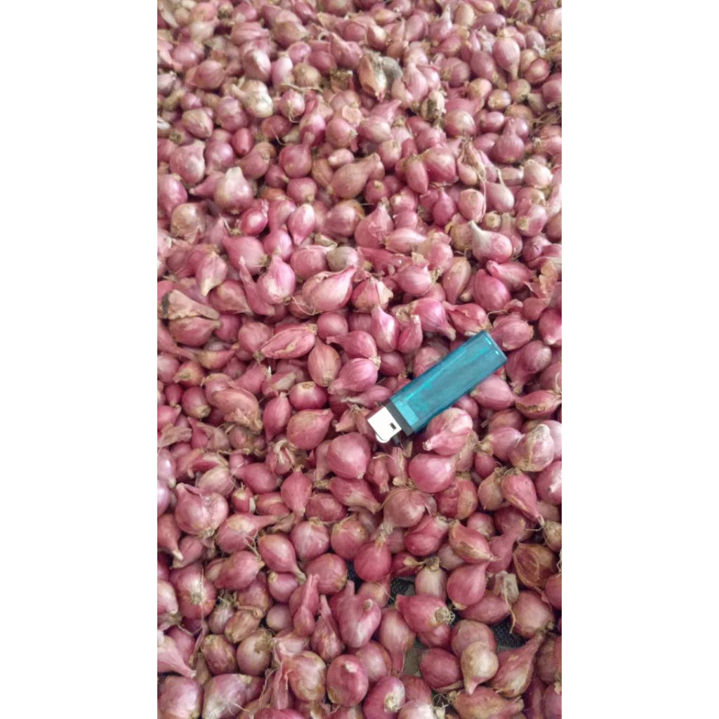 

Bawang merah kering tanggung besar
