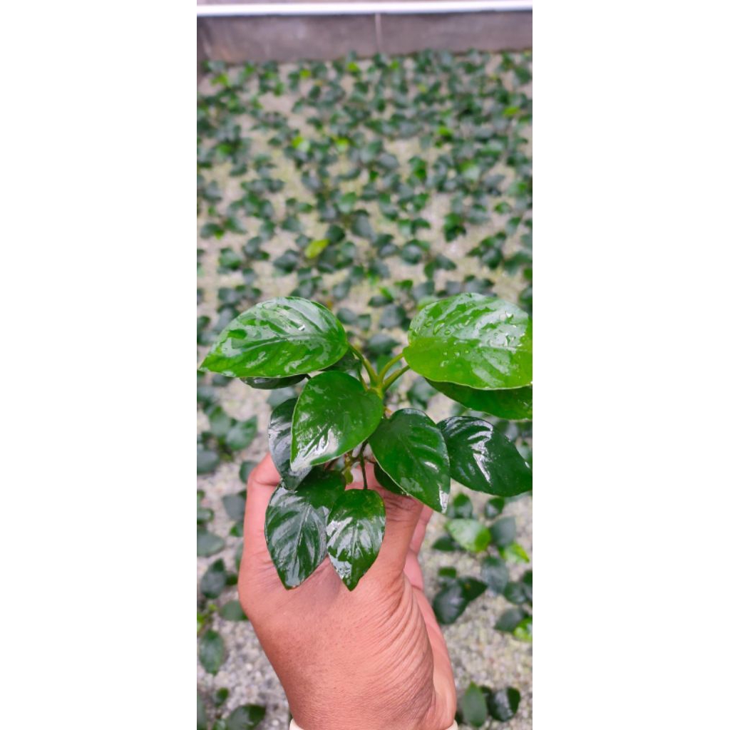 Anubias_Barteria_Aquascape
